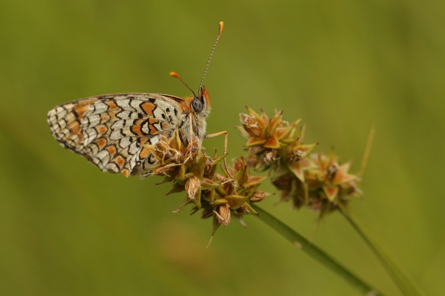 la Mélitée des centaurées  (Melitaea phoebe) sur Carex cuprina