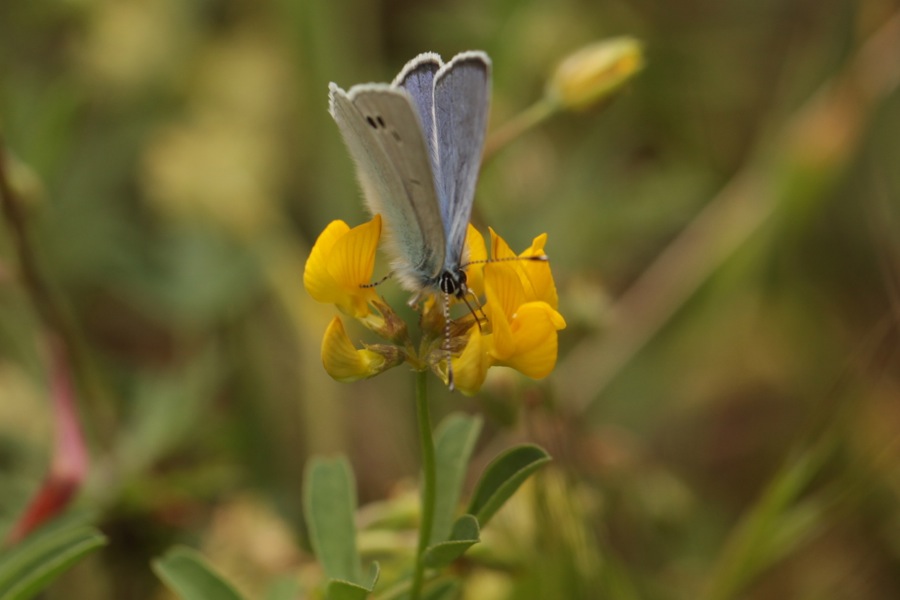 Azuré  sur Hippocrepis comosa