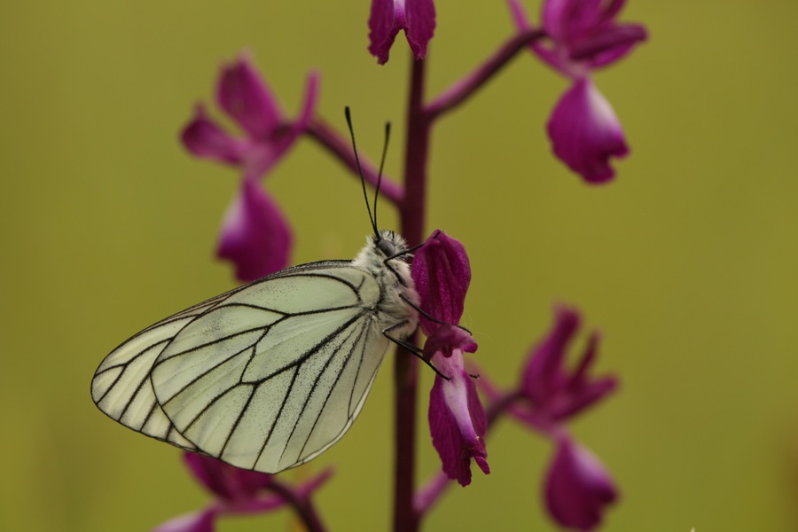 Gazé sur Anacamptis laxifllora (pas laxifolia )