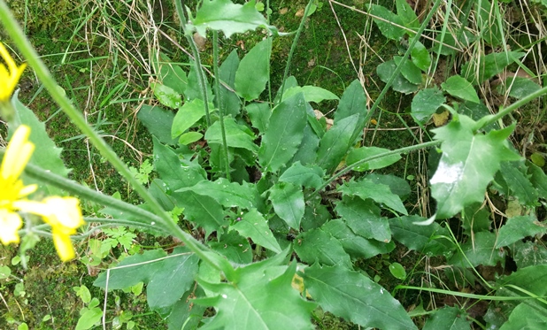 hieracium_11mai2014.jpg