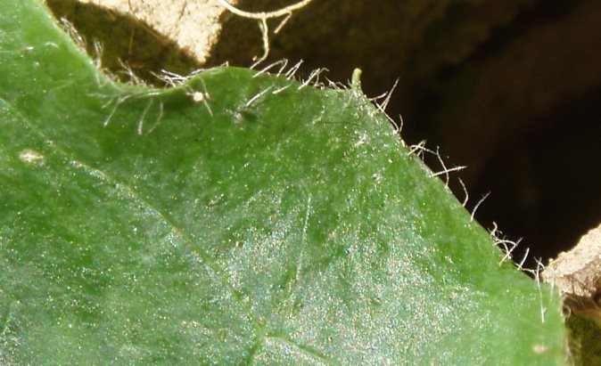 hieracium_pilosite_feuille_15mai2014.jpg