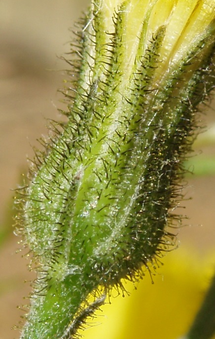 hieracium_capitule_15mai2014.JPG