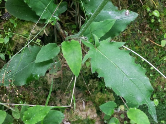 hieracium_rosetteETradicale_11mai2014.jpg