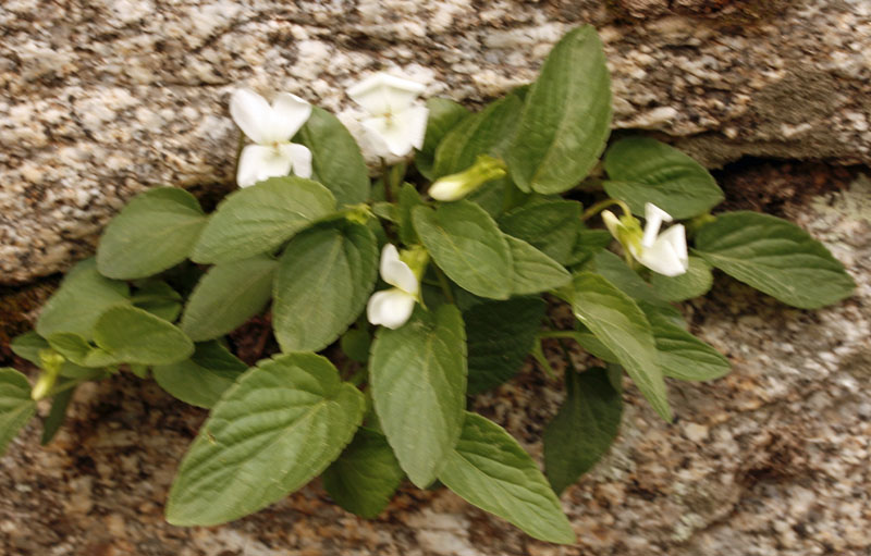 Violacées - Viola alba (Violette blanche) - Centre Espagne Sierra de Gredos red 1.jpg