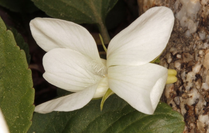 Violacées - Viola alba (Violette blanche) - Centre Espagne Sierra de Gredos red 2.jpg