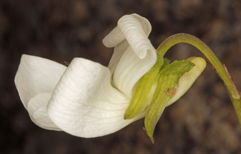 Violacées - Viola alba (Violette blanche) - Centre Espagne Sierra de Gredos red 4.jpg