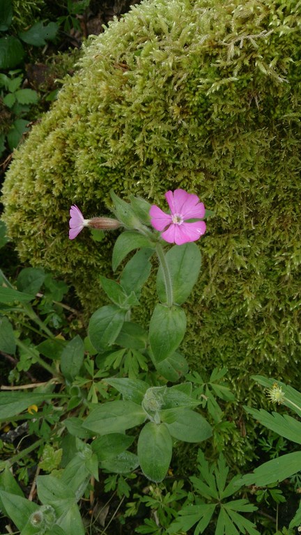 au bord du chemin en forêt