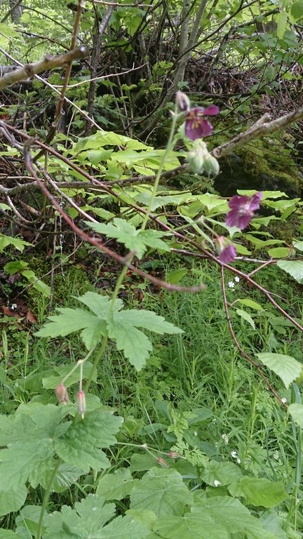 au bord du chemin en forêt