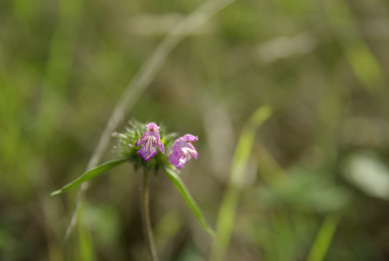 Fleur