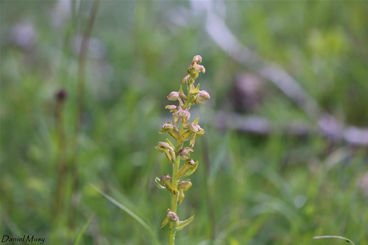 Coeloglossum viride<br />Orchis grenouille