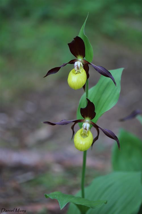 Cypripedium calceolus<br />Sabot de Vénus