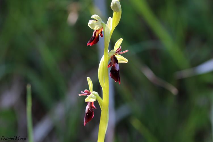 Ophrys insectifera<br />Ophrys mouche