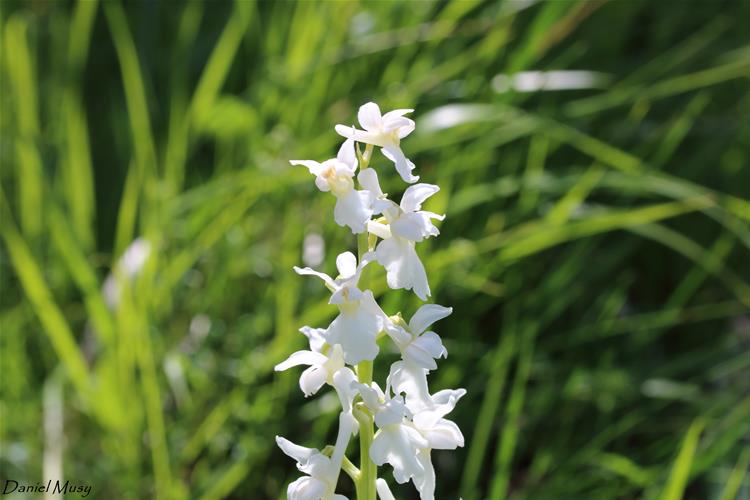 Orchis mascula variété alba<br />Orchis mâle variété blanc