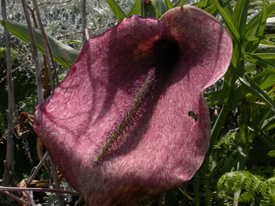 Helicodiceros muscivorus pl.33.jpg