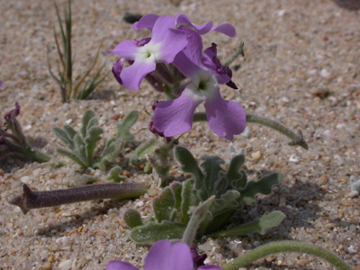 Matthiola tricuspidata pl..jpg