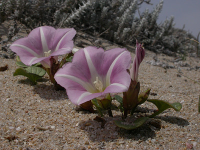 Calystegia soldanella pl.1.JPG