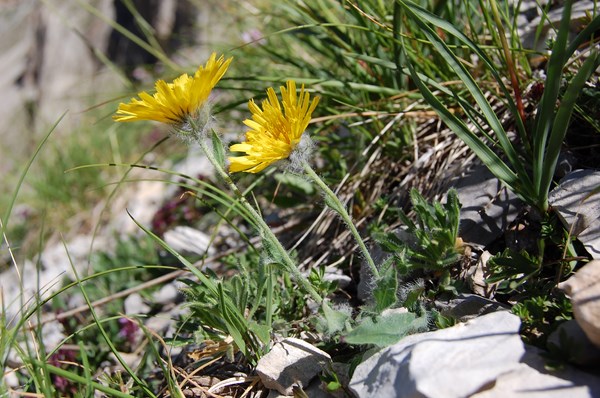 Hieracium (2) [1600x1200].JPG