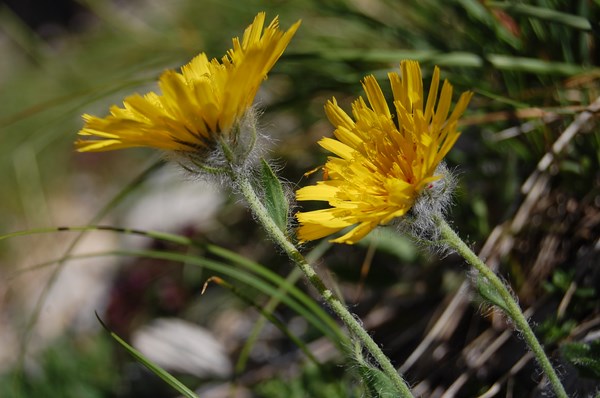 Hieracium (4) [1600x1200].JPG