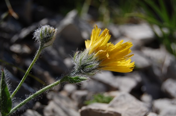 Hieracium (6) [1600x1200].JPG