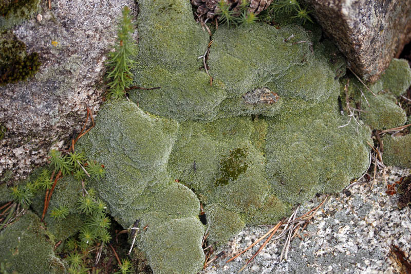 mousse - Pyrénées orientales red1.jpg