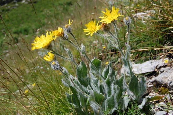 Hieracium monregalense [1600x1200].JPG