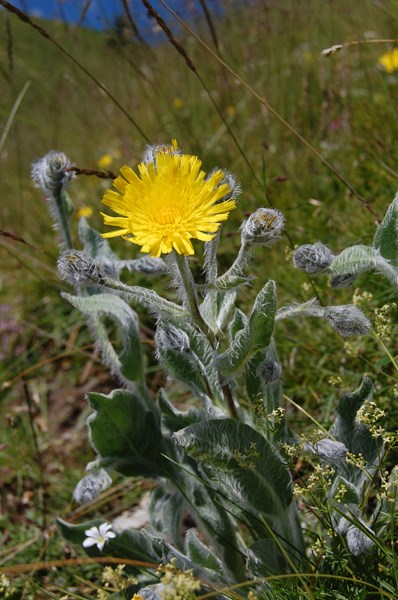 Hieracium monregalense2 [1600x1200].JPG