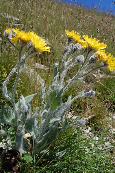 Hieracium monregalense3 [1600x1200].JPG