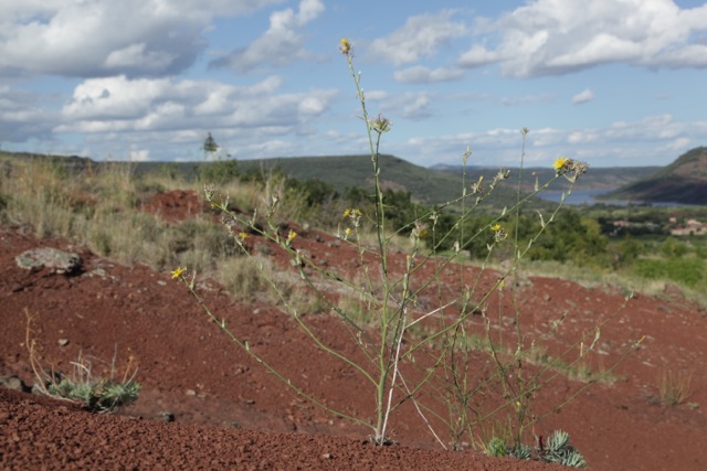 Chondrilla juncea