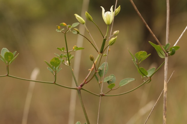 Clematis flammula