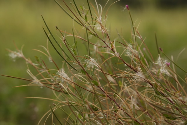 Epilobium parviflorum