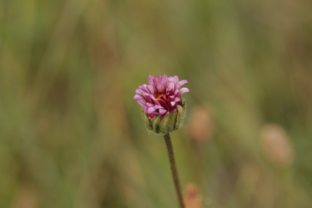 Bellis sylvestris