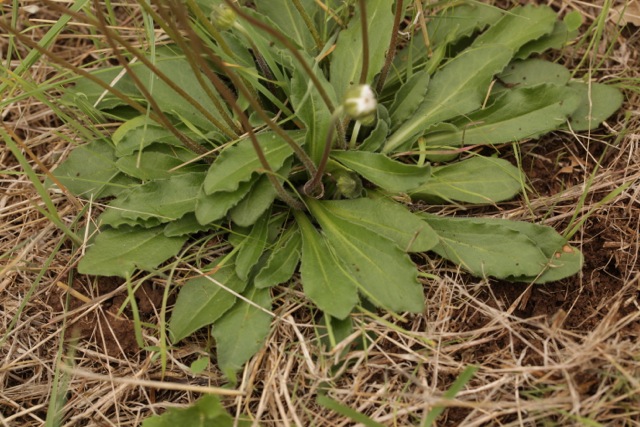 Bellis sylvestris