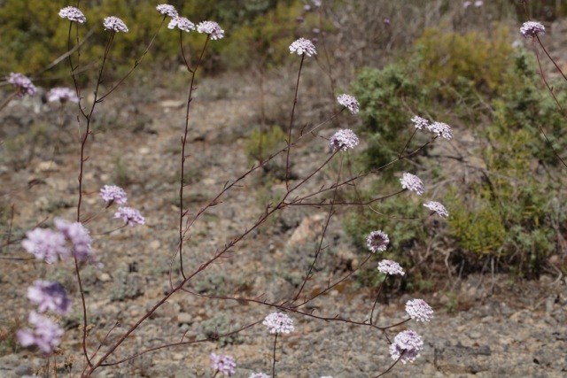 Iberis intermedia ssp violettii