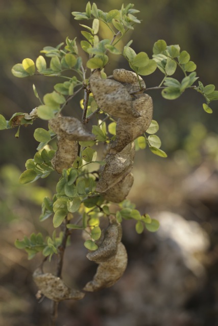 Colutea arborescens