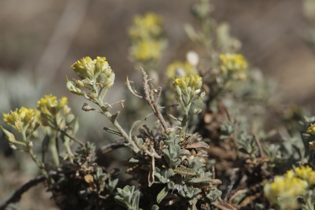 Alyssum alpestre subsp serpyllifolium (Desf.) Rouy&amp;Foucaud 1799