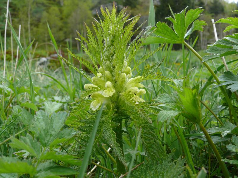 pedicularis foliosa.jpg