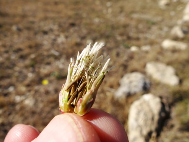 Taraxacum section scariosa Leucate 03 10 14 (98) [640x480].JPG