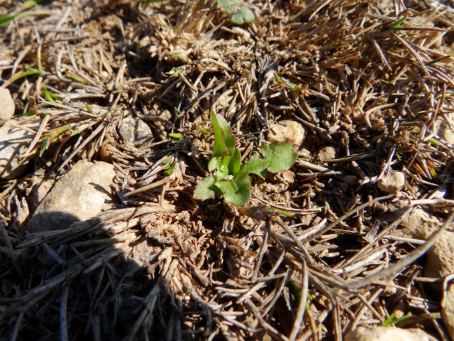 Taraxacum section scariosa Leucate 03 10 14 (107) [640x480].JPG