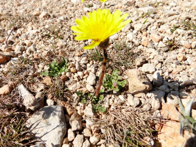 Taraxacum section scariosa Leucate 03 10 14 (112) [640x480].JPG