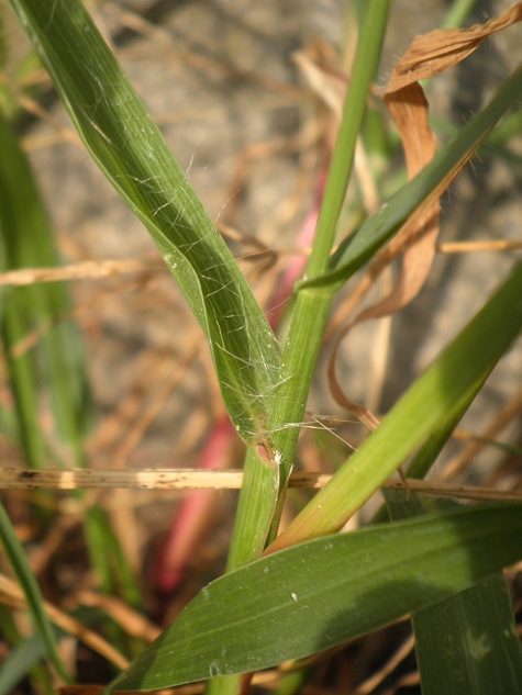 Setaria_pumilla.JPG