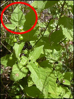 Solanum_americanum.jpg