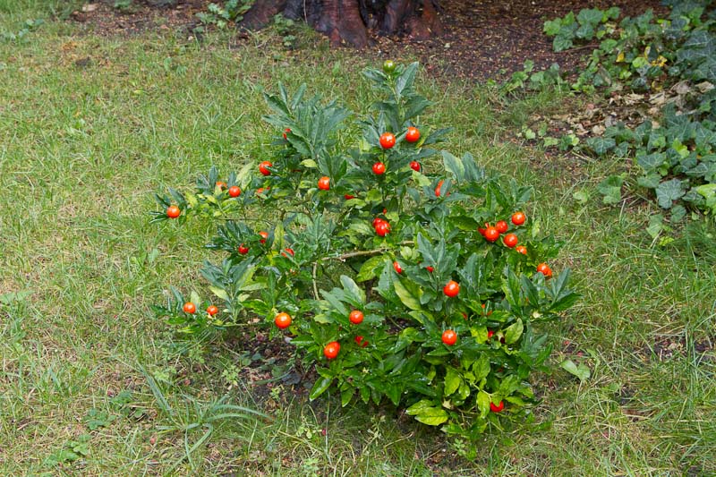 Solanum-pseudocapsicum2.jpg