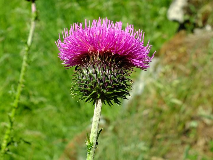 Troubat, Pont-de-Montvert (L, 1110) 23-06-2012 72.JPG