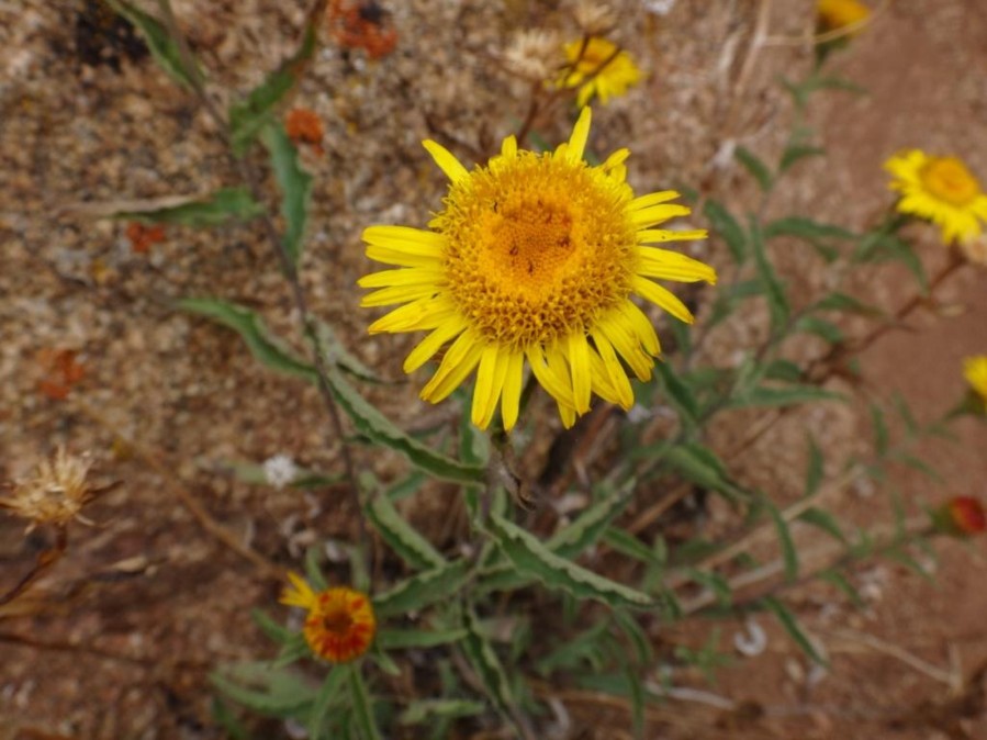 Inula obtusifolia (Asteraceae) 02.jpg