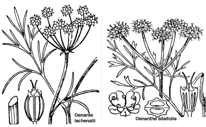 Oenanthe lachenalii_Oenanthe silaifolia.jpg