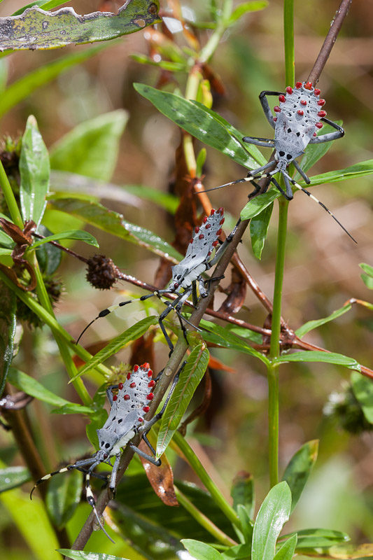 Molchina-compressicornis1.jpg