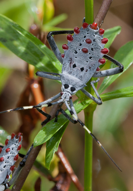 Molchina-compressicornis2.jpg