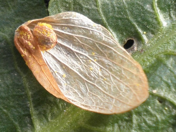 Houblon (Humulus lupulus)