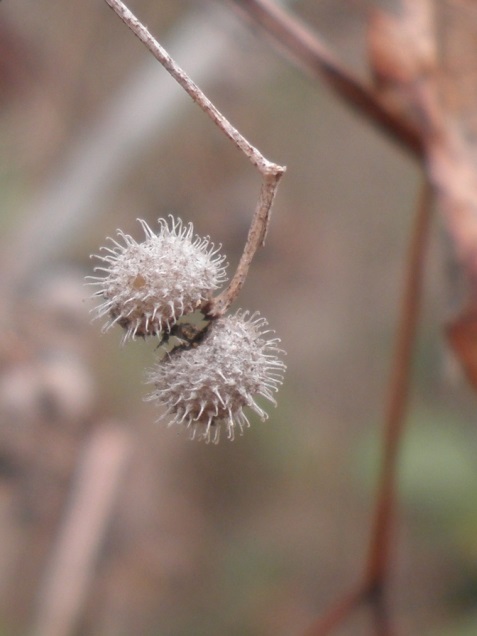 Galium aparine