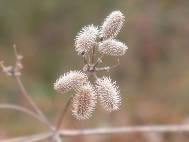 Torilis arvensis